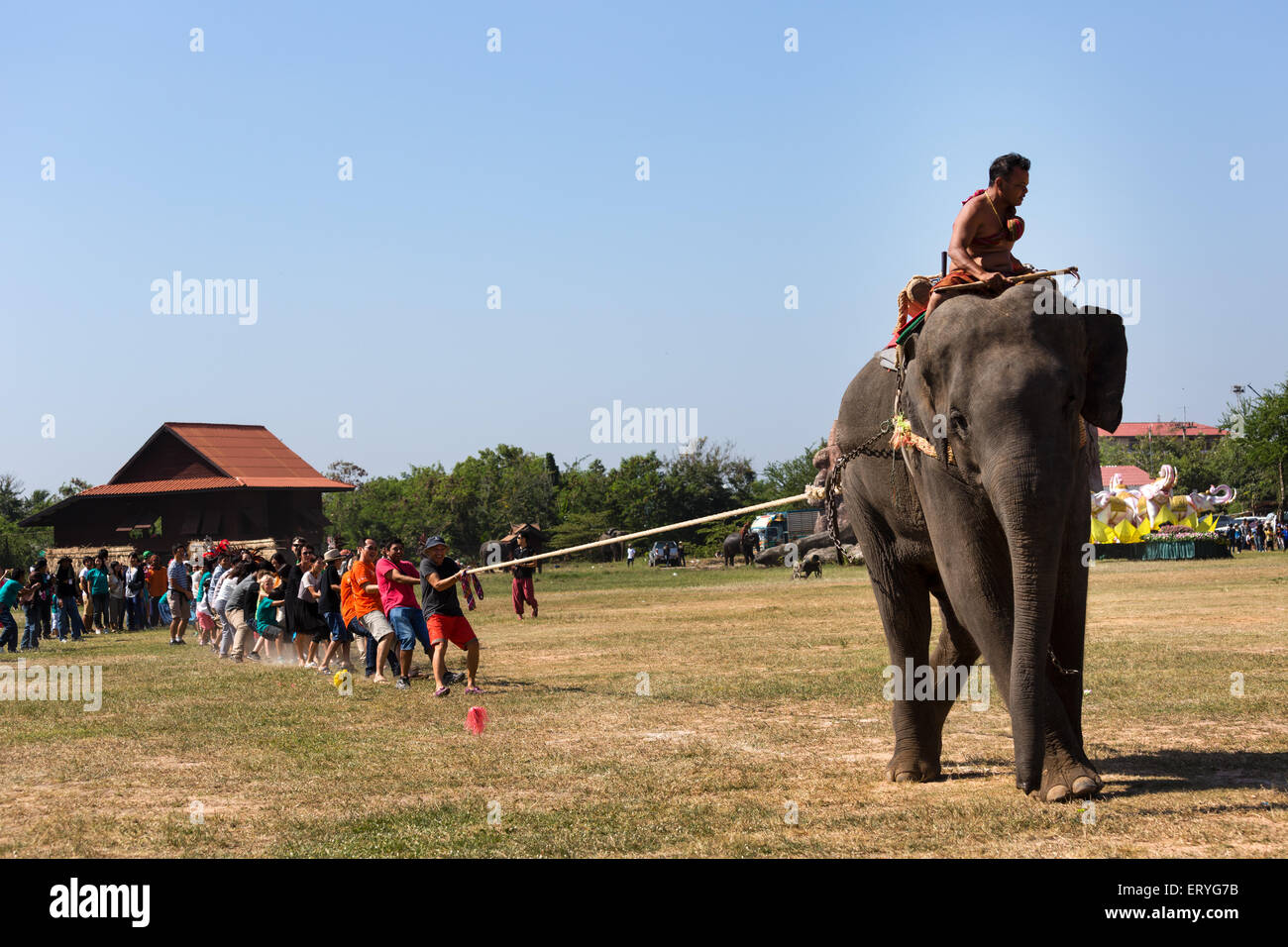 Remorqueur de la guerre avec l'éléphant et les touristes à l'Elephant Festival, Surin Elephant Round-up, province de Surin, Isan, l'Isaan, Thaïlande Banque D'Images