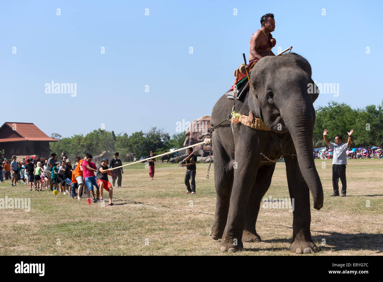 Remorqueur de la guerre avec l'éléphant et les touristes à l'Elephant Festival, Surin Elephant Round-up, province de Surin, Isan, l'Isaan, Thaïlande Banque D'Images