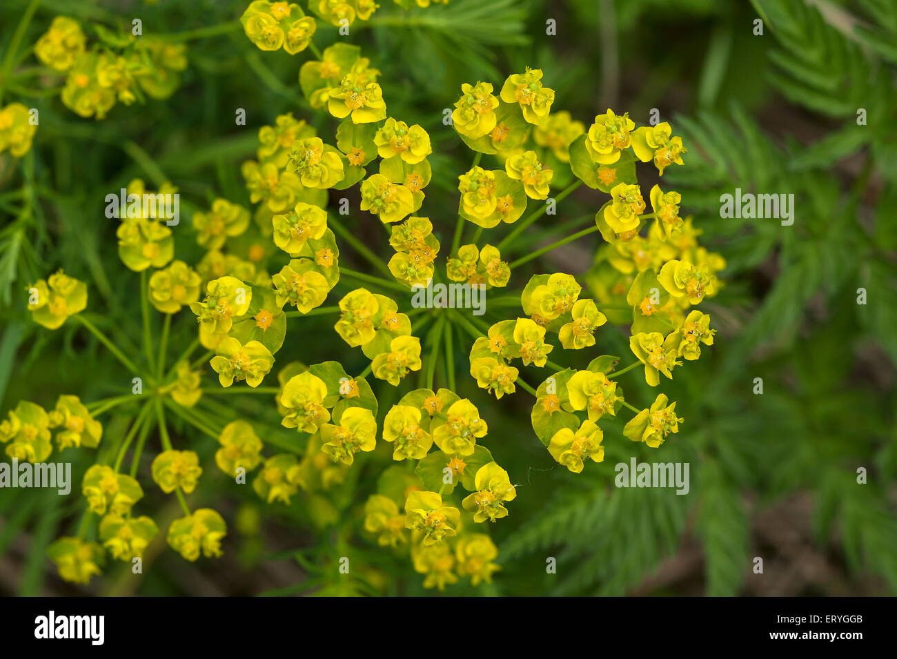 L'euphorbe cyprès (Euphorbia cyparissias) fleurs, Bavière, Allemagne Banque D'Images