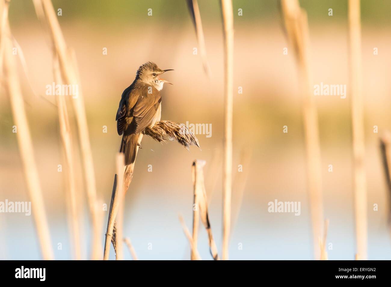 Grand reed warbler (Acrocephalus arundinaceus) dans des roseaux, la Mazurie, Pologne Banque D'Images