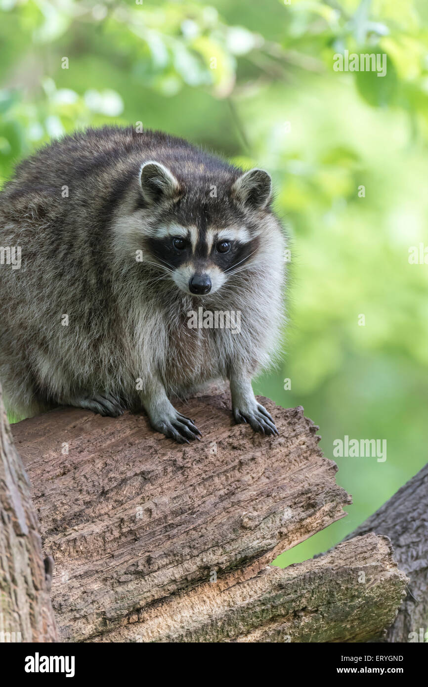 Le raton laveur (Procyon lotor) sitting on tree, captive, Saarland, Allemagne Banque D'Images