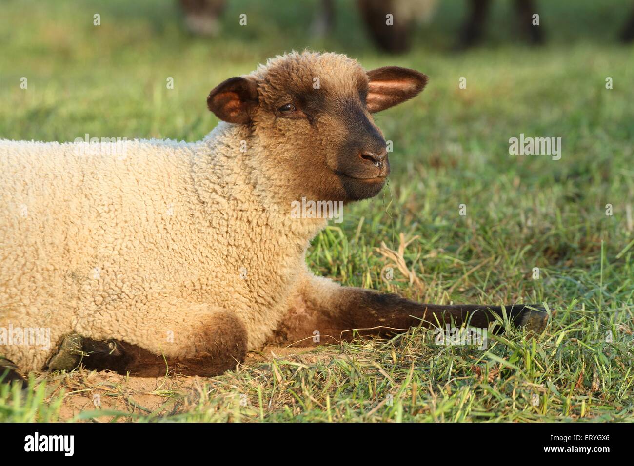 moutons Banque D'Images