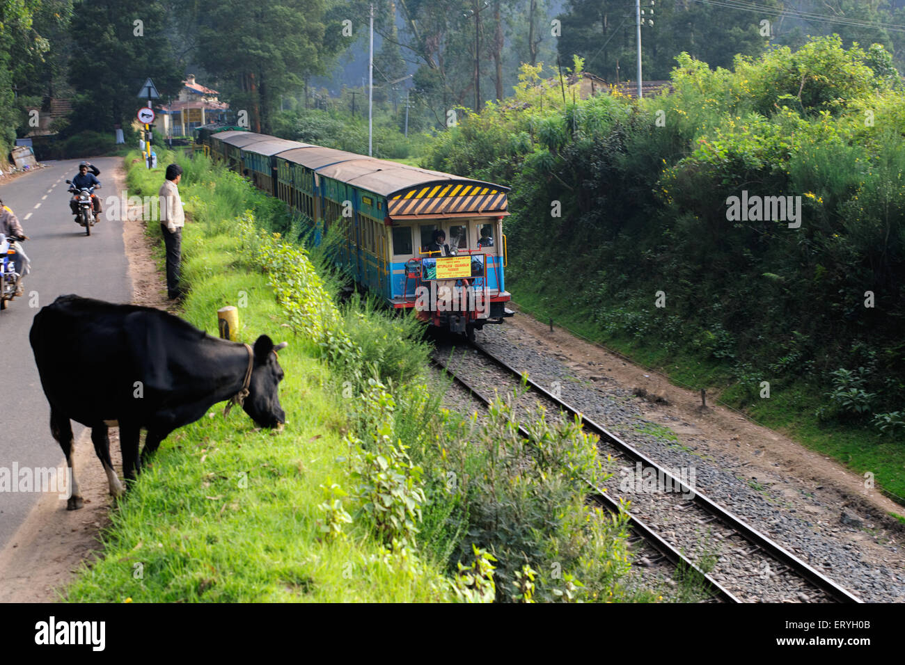 Train Mettupalayam à Ooty , Udagamandalam , Nilgiris , Tamil Nadu , Inde , Asie Banque D'Images