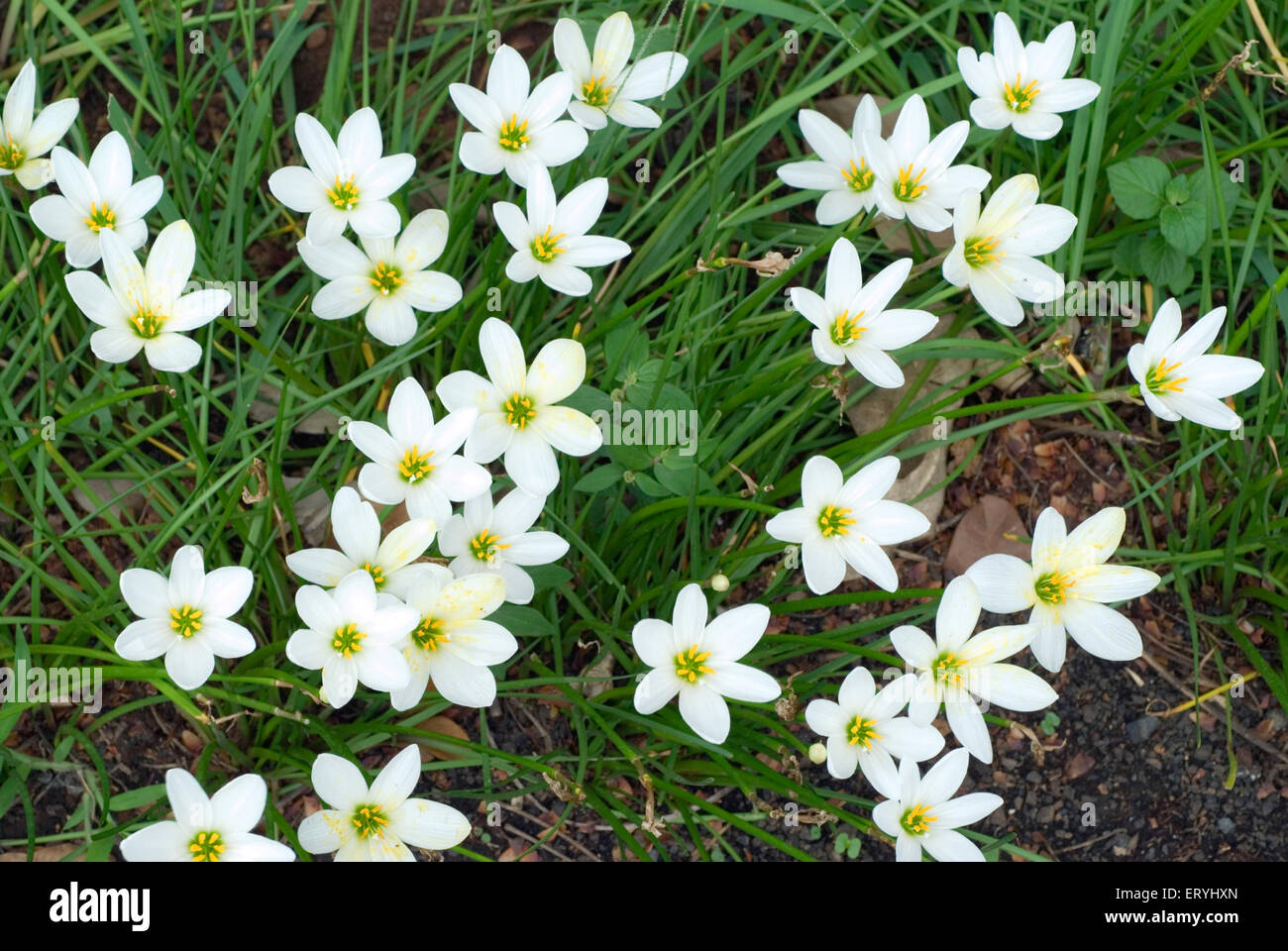 nénuphar , nénuphar , nénuphar , nénuphar , nénuphar , nénuphar , nénuphar , nénupharaou , nénuphar , Banque D'Images