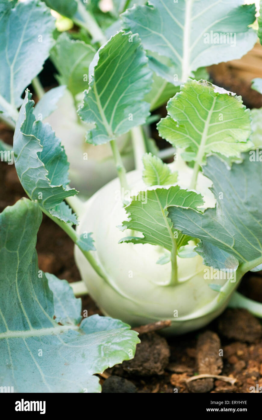 Brassica oleracea chou ; Inde Banque D'Images