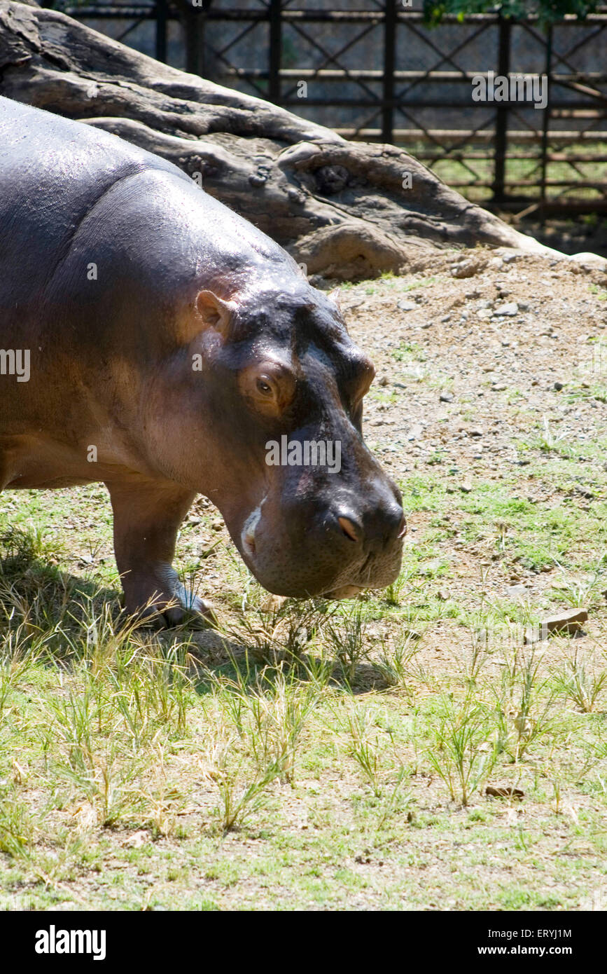 Hippopotamus amphibious grand nageur et peut rester sous l'eau au zoo ; Bombay Mumbai Maharashtra ; Inde ; Banque D'Images