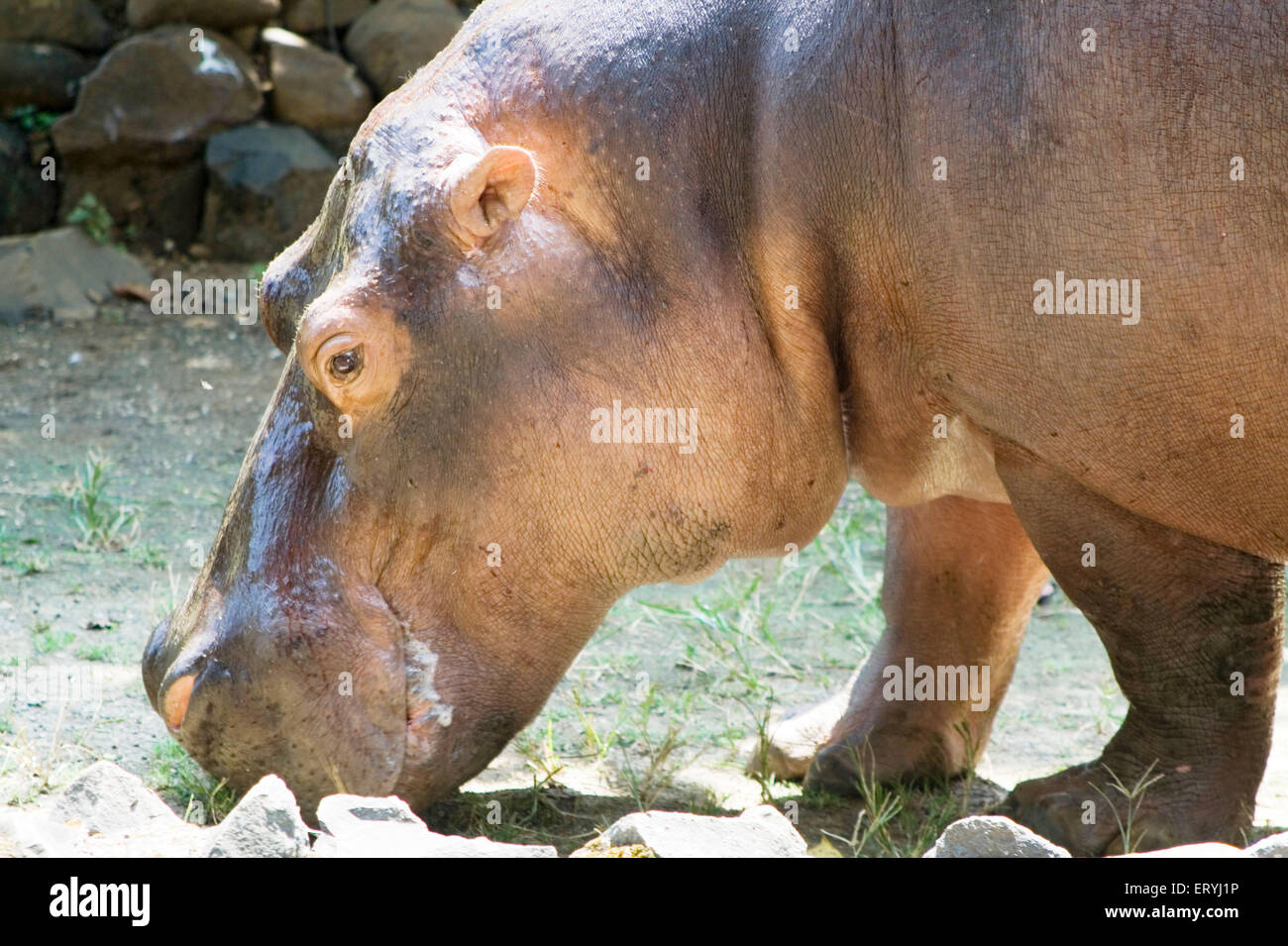 Hippopotame , Hippo , Jijamata Udyan , Byculla Zoo , Bombay , Mumbai , Maharashtra , Inde , Asie Banque D'Images