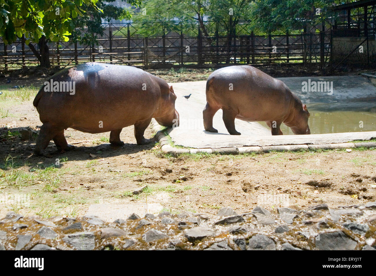 Hippopotame , Hippo , Jijamata Udyan , Byculla Zoo , Bombay , Mumbai , Maharashtra , Inde , Asie Banque D'Images