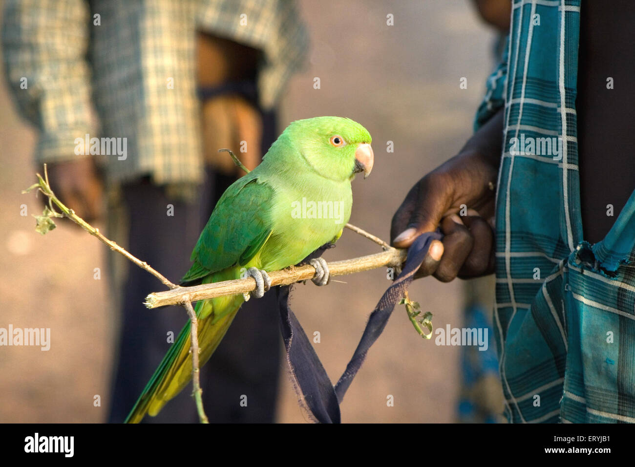 Garçon avec oiseau perroquet à vendre , Inde , Asie Banque D'Images