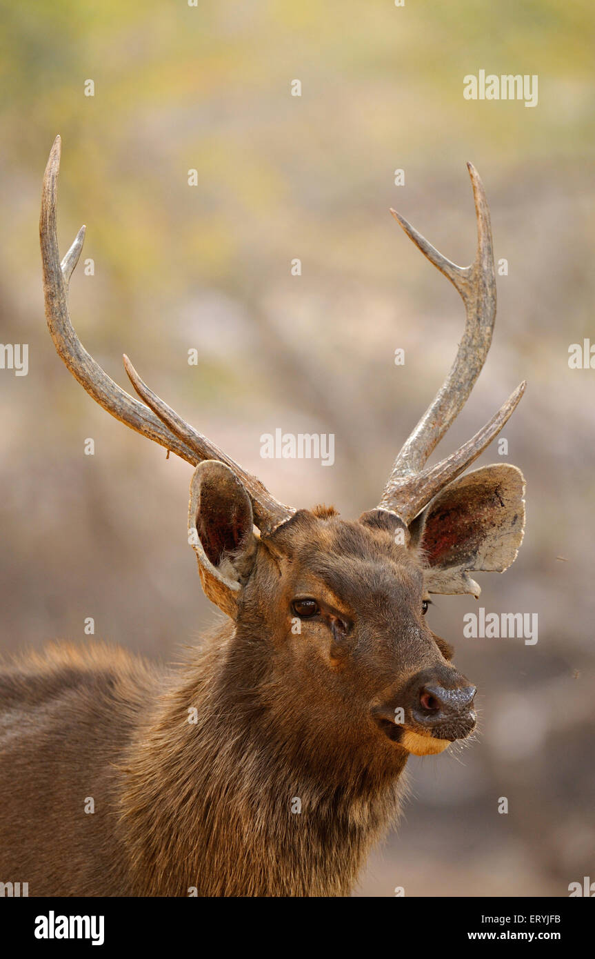 Cerfs sambar mâle cervus unicolor niger ; parc national de Ranthambore Rajasthan ; Inde ; Banque D'Images