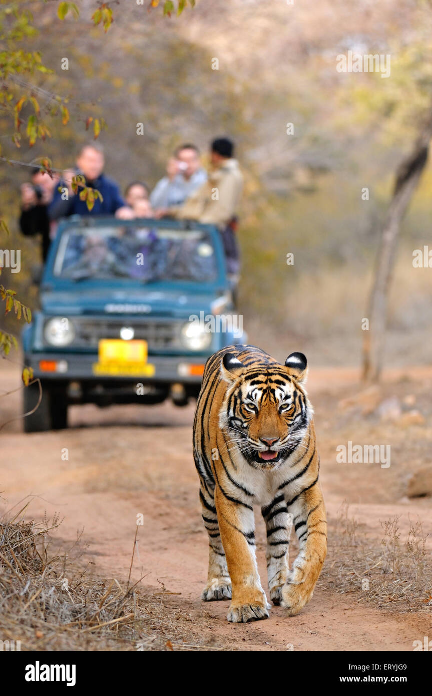 Les véhicules de tourisme à la suite de tiger Panthera tigris tigris ; parc national de Ranthambore Rajasthan ; Inde ; Banque D'Images