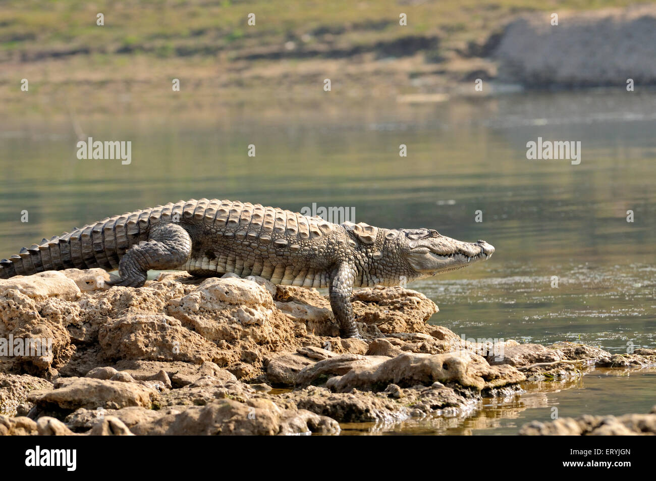 Crocodile indien du marais , crocodylus palustris , basking , Chambal , Rajasthan , Inde , Asie Banque D'Images