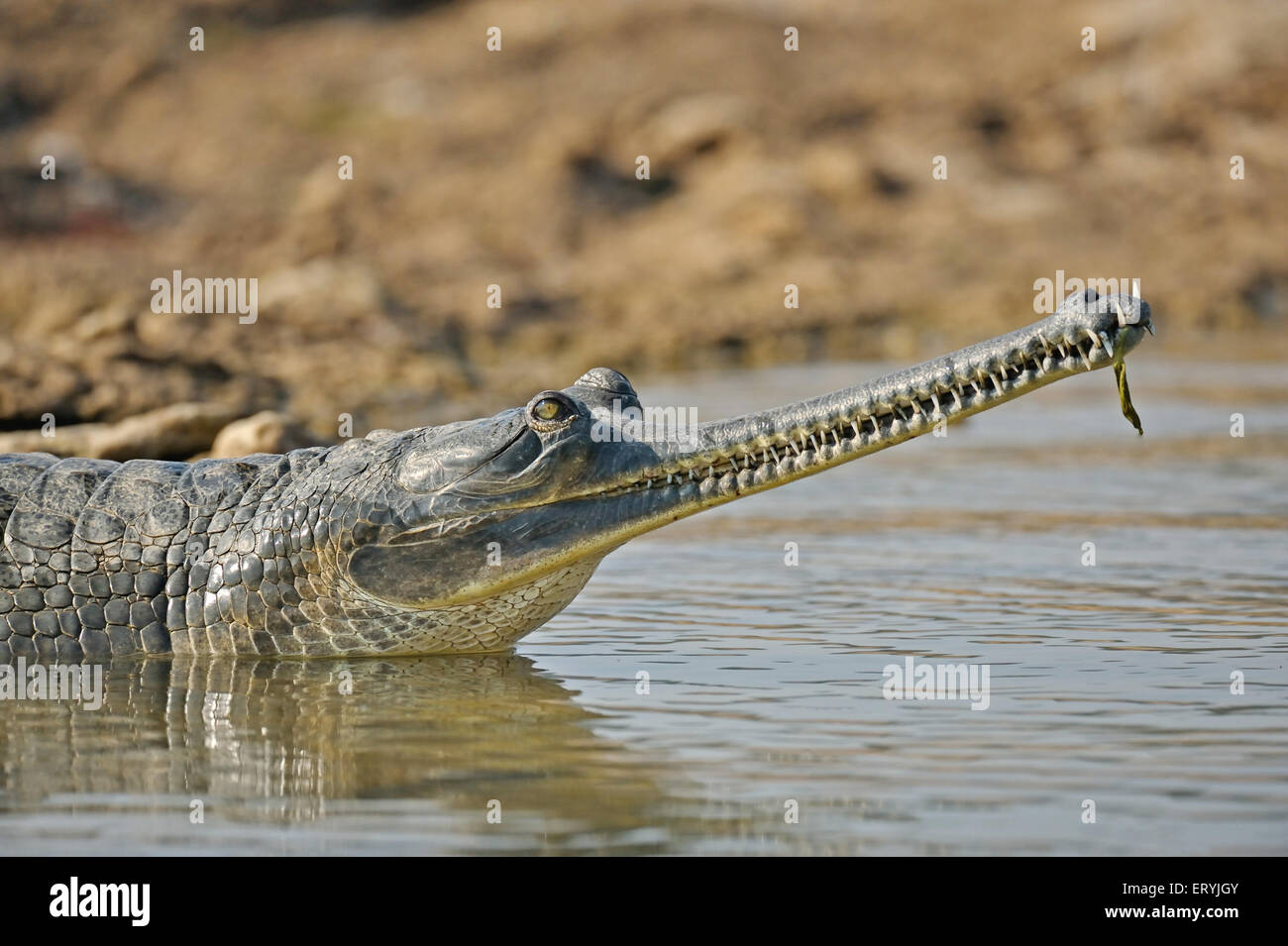 Gharial, gavial, gavialis gangeticus, poisson mangeant des crocodiles, basking dans la rivière Chambal, Rajasthan, Inde, Asie Banque D'Images