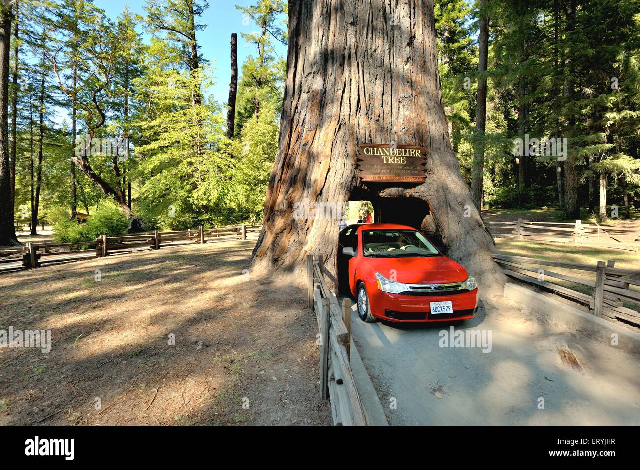 Voiture à travers l'arbre de lustre dans la forêt côtière de séquoias ; Californie du Nord ; Etats-Unis , Etats-Unis d'Amérique Banque D'Images