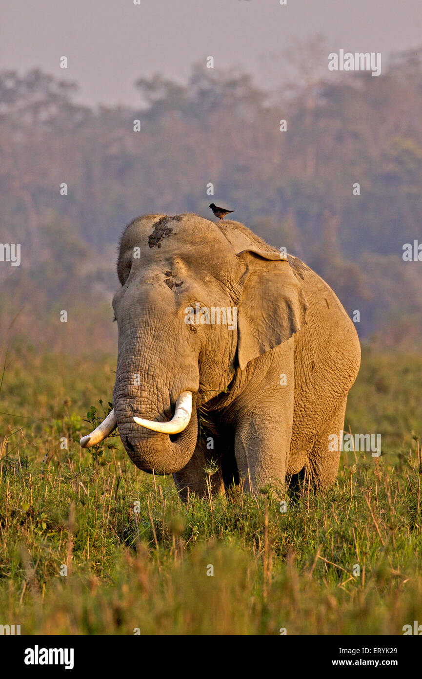 L'éléphant asiatique asiatique Elephas maximus dans les prairies du parc national de Kaziranga Assam en Inde Banque D'Images