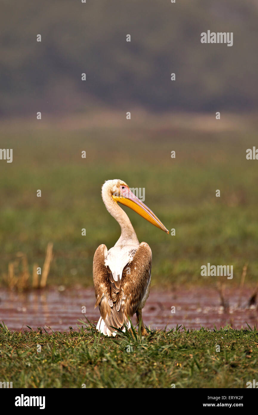 Le Pélican blanc Pelecanus onocrotalus great white pelican Keola orientale Aid Ghana national park à Bharatpur Banque D'Images