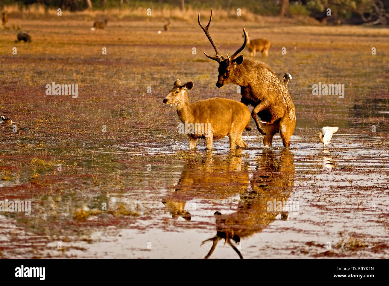 Cerfs Sambar cervus unicolor l'accouplement dans l'eau du lac couvert d'azolla ; parc national de Ranthambore Rajasthan ; Inde ; Banque D'Images