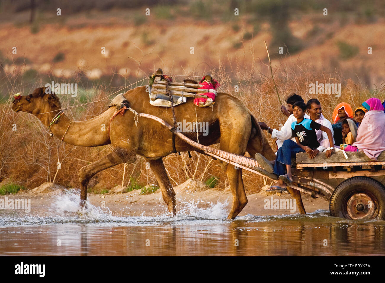 Les gens sur camel panier crossing river ; Rajasthan Inde ; Banque D'Images