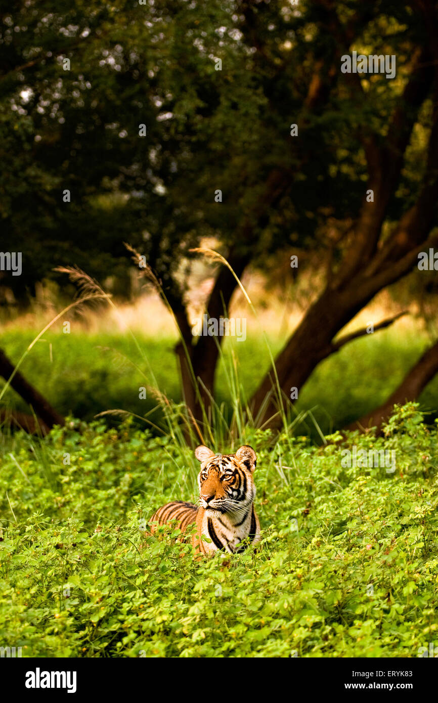 Tiger Panthera tigris tigris dans les buissons du parc national de Ranthambore Rajasthan ; Inde ; Banque D'Images