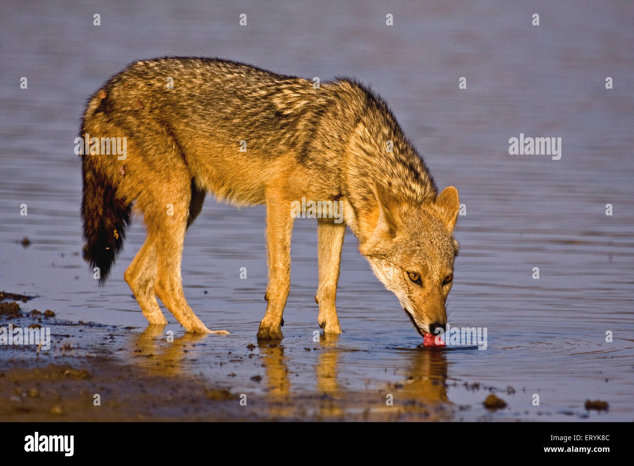 Le Chacal Canis aureus d'or de l'eau potable ; le parc national de Ranthambore Rajasthan ; Inde ; Banque D'Images