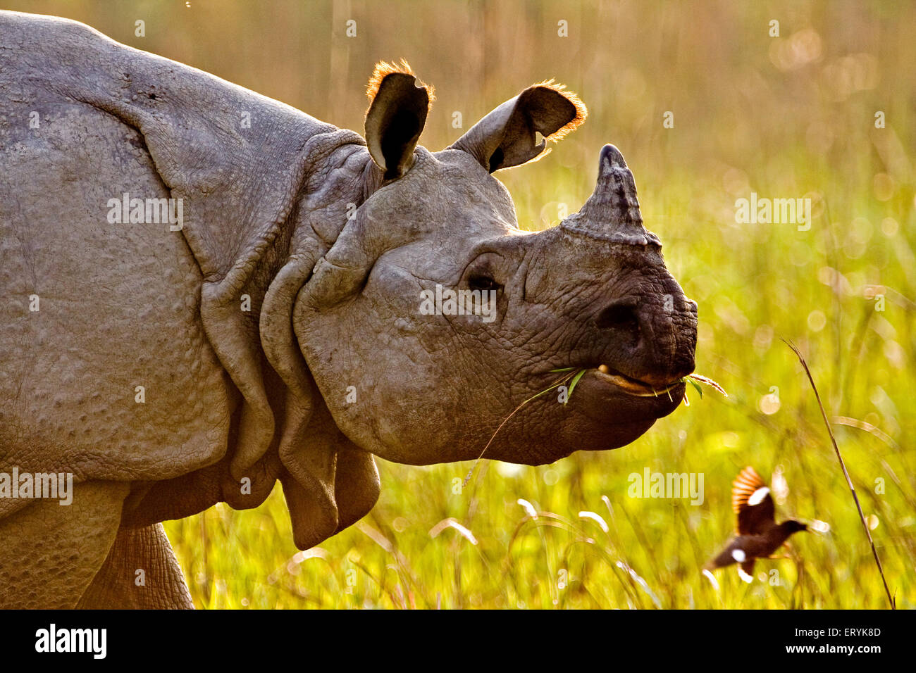 L'un d'Asie corne rhino Rhinoceros unicornis ; parc national de Kaziranga Assam ; Inde ; Banque D'Images