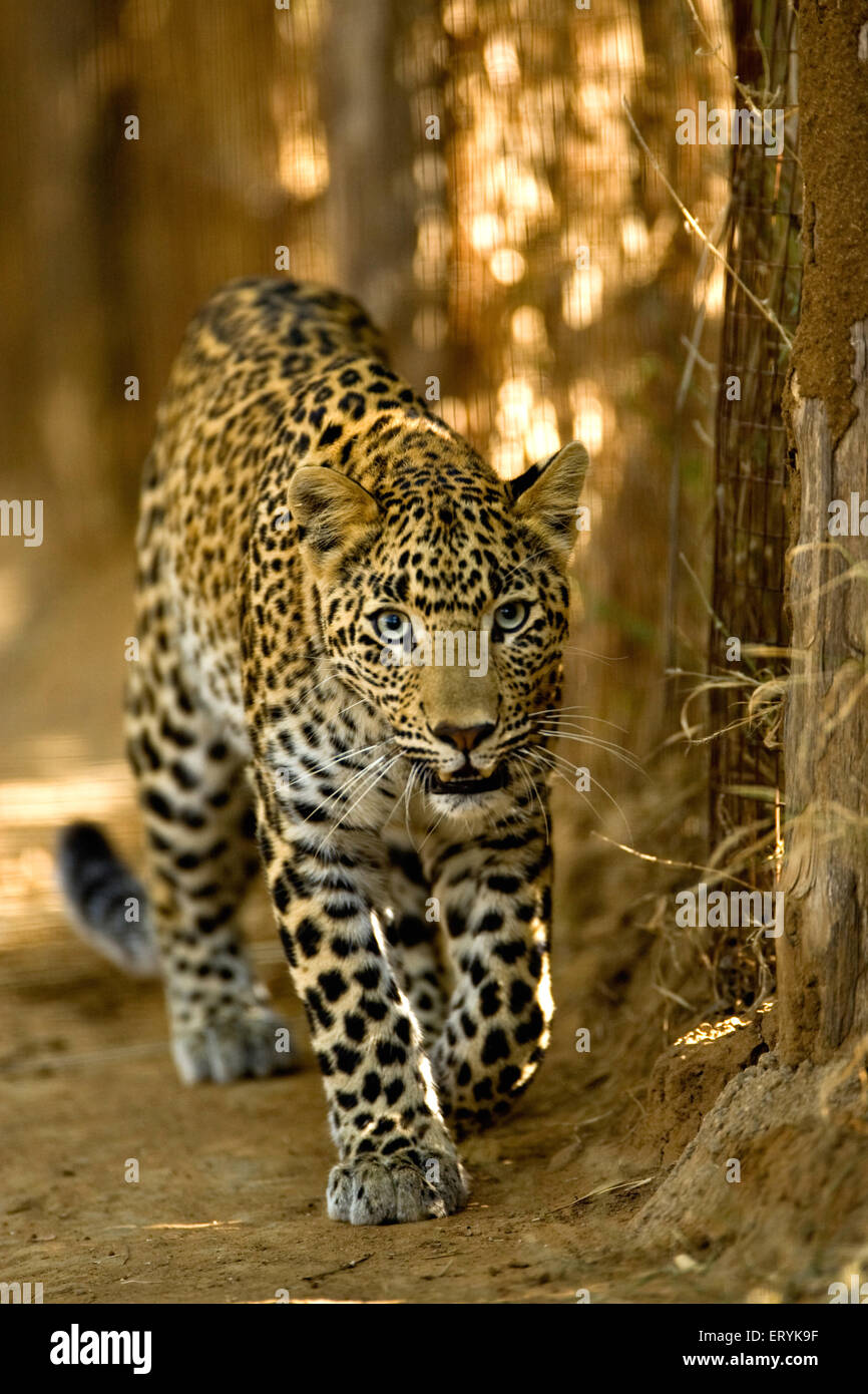 Léopard cub, panthera pardus, parc national de Ranthambore, Sawai Madhopur, Rajasthan, Inde, faune indienne Banque D'Images