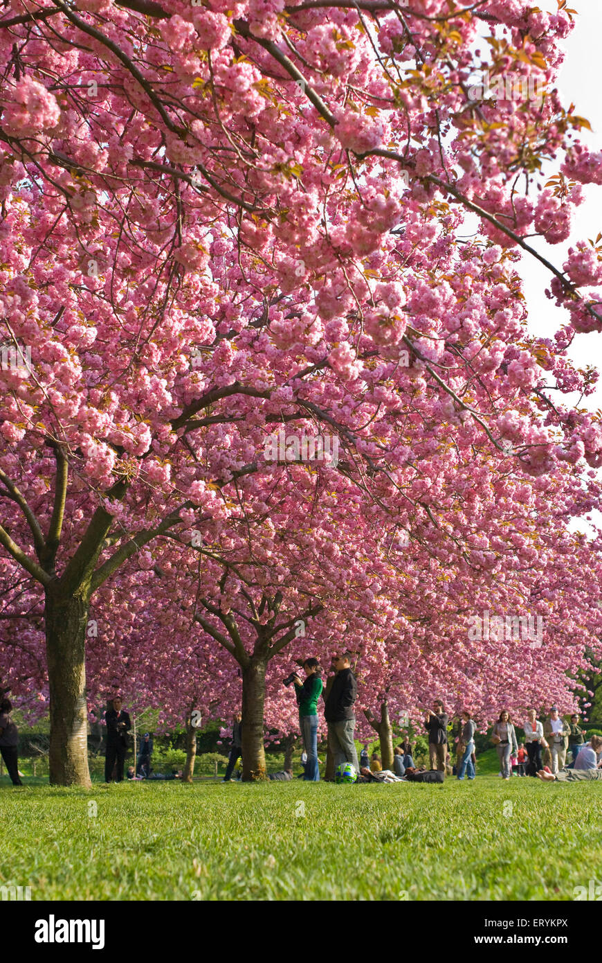 Cerisiers en fleurs , jardin botanique de Brooklyn ; Sakura Matsuri , Brooklyn ; New York City , États-Unis d'Amérique , États-Unis Banque D'Images