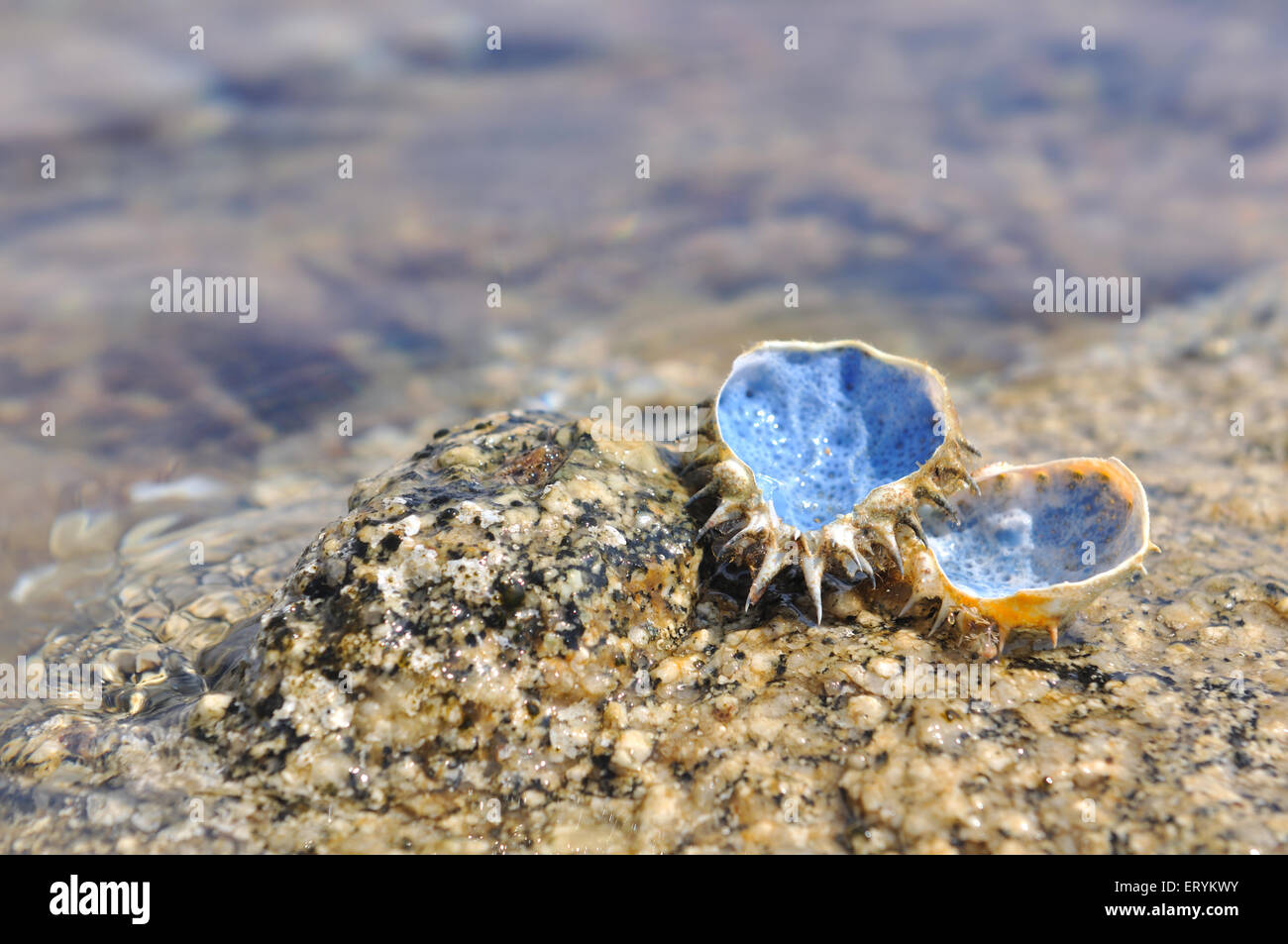 Fond bleu shell sur rocher au bord de la mer Banque D'Images