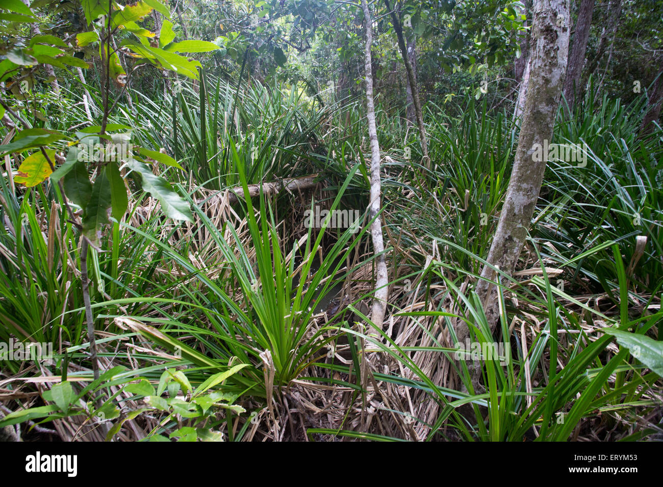 Pandanus swamp en forêt tropicale, région de Daintree, Queensland, Australie Banque D'Images
