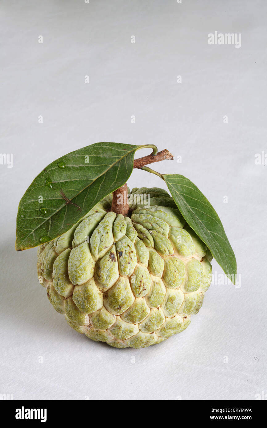 Le sucre des fruits ; l'anone annona squamosa apple avec des feuilles vertes sur fond blanc Banque D'Images