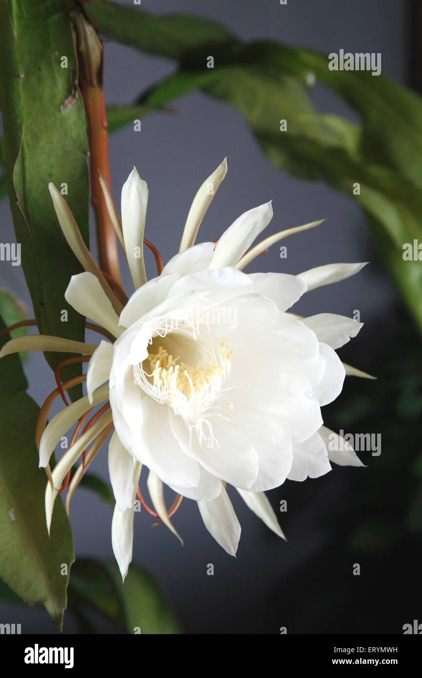 Brahma Kamal Saussurea obvallata est une espèce de plantes à fleurs des Asteraceae. Elle est originaire de l'Himalaya et de l'Uttarakhand Inde Asie Banque D'Images