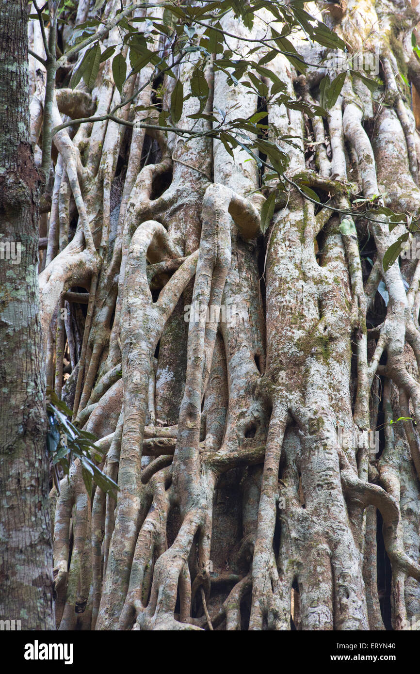 Détail de racines suspendues sur le Rideau, un figuier étrangleur géant (fig Ficus virens)sur le plateau d'Atherton, Queensland, Australie Banque D'Images