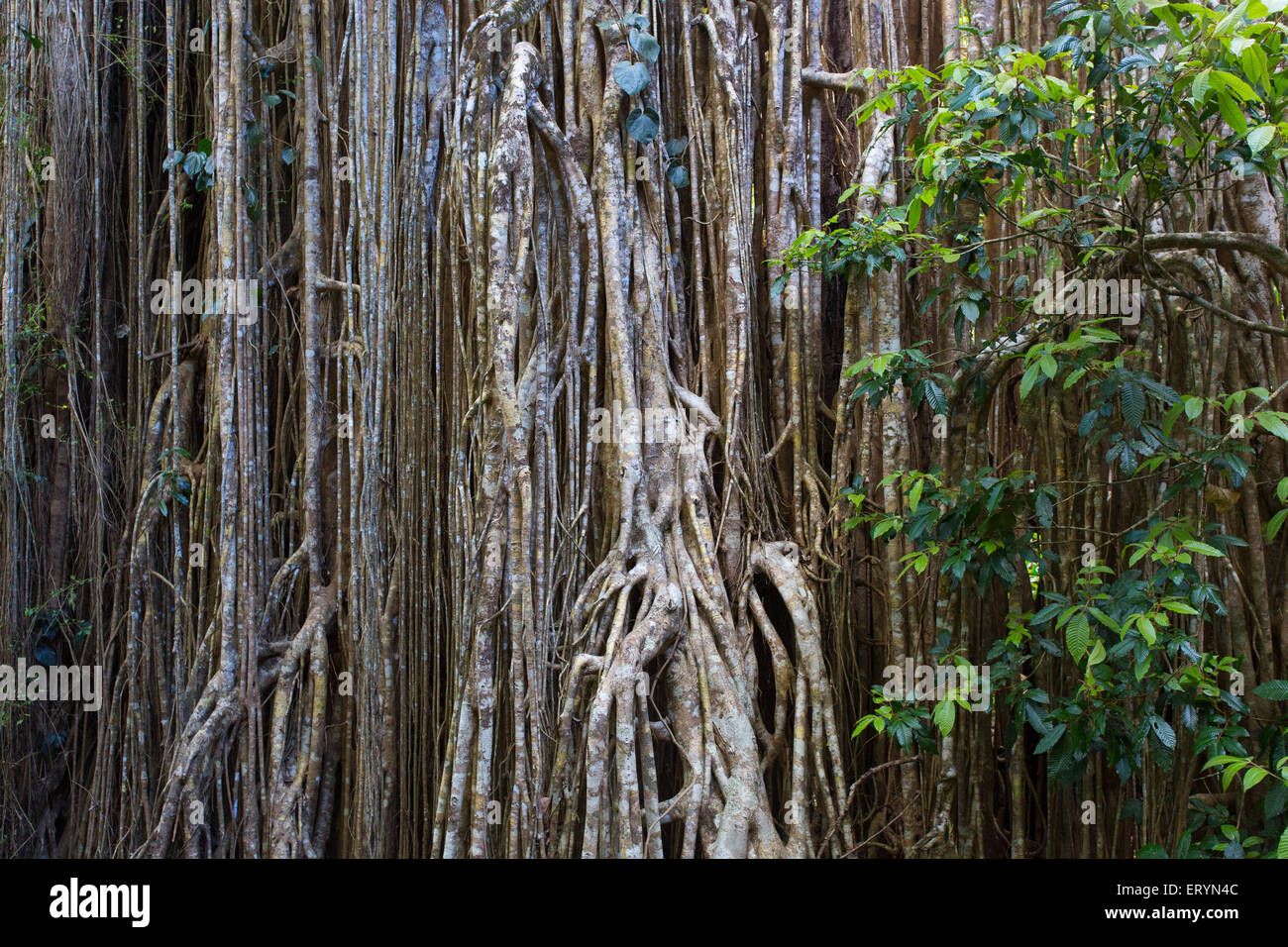 Détail de racines suspendues sur le Rideau, un figuier étrangleur géant (fig Ficus virens)sur le plateau d'Atherton, Queensland, Australie Banque D'Images