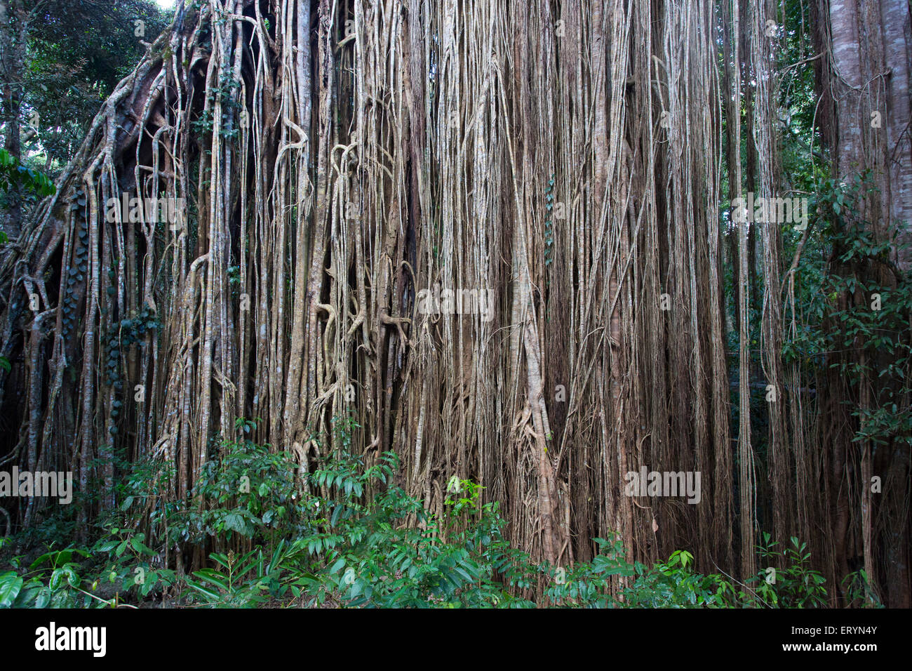 Détail de racines suspendues sur le Rideau, un figuier étrangleur géant (fig Ficus virens)sur le plateau d'Atherton, Queensland, Australie Banque D'Images