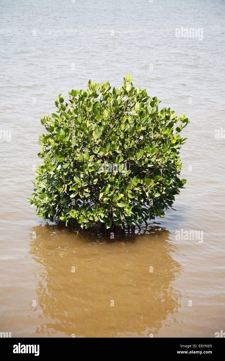 Mangrove , Lac Powai ; Powai ; Bombay , Mumbai ; Maharashtra ; Inde , Asie Banque D'Images