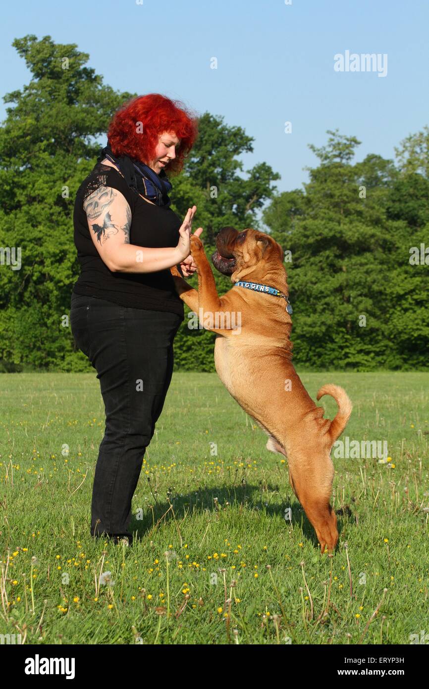 La mendicité Shar Pei Banque D'Images