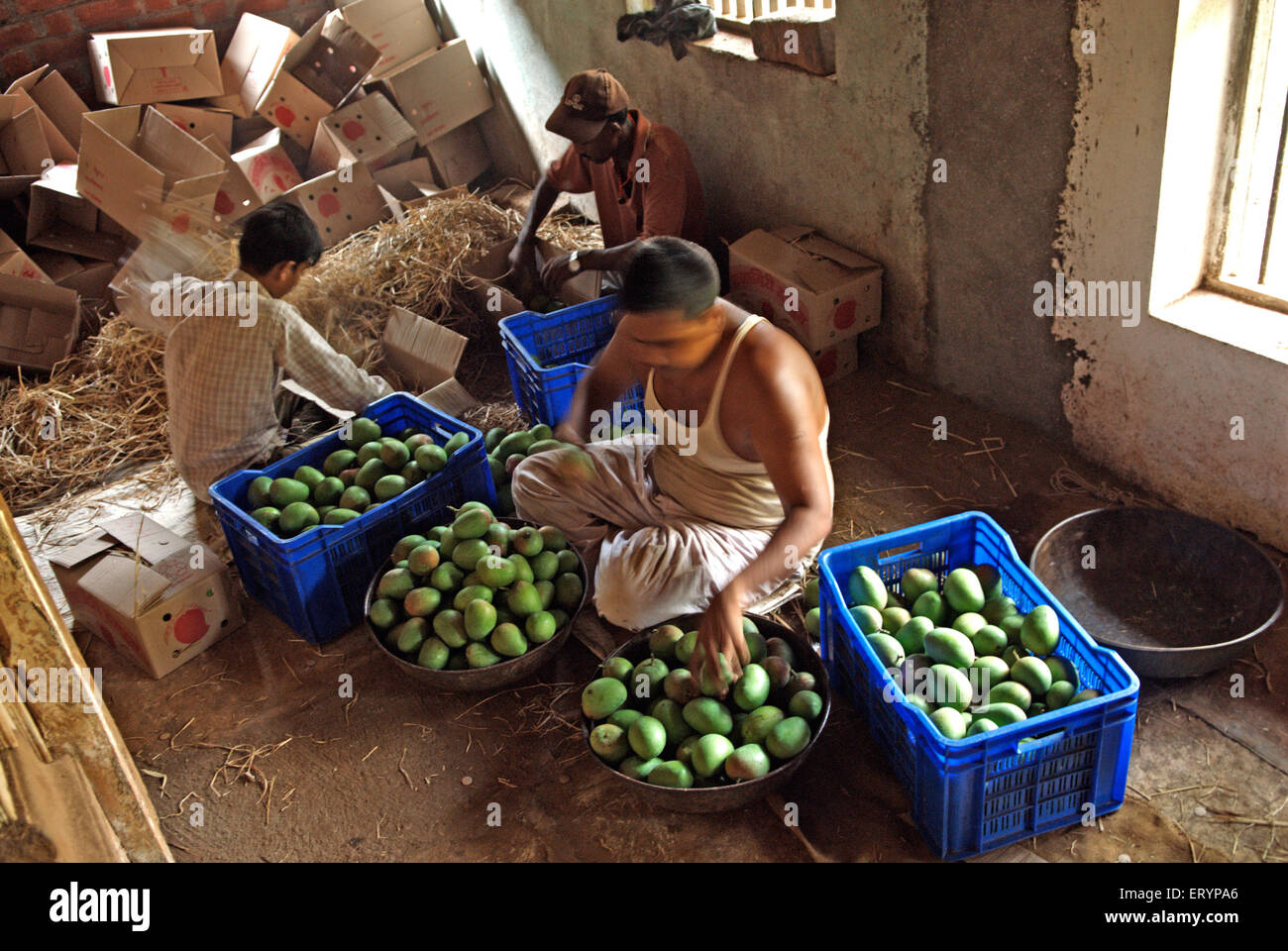 La sélection des travailleurs et d'emballage des mangues alphonso à Velas village département ; Maharashtra Inde ; PAS DE MR 26 Avril 2009 Banque D'Images