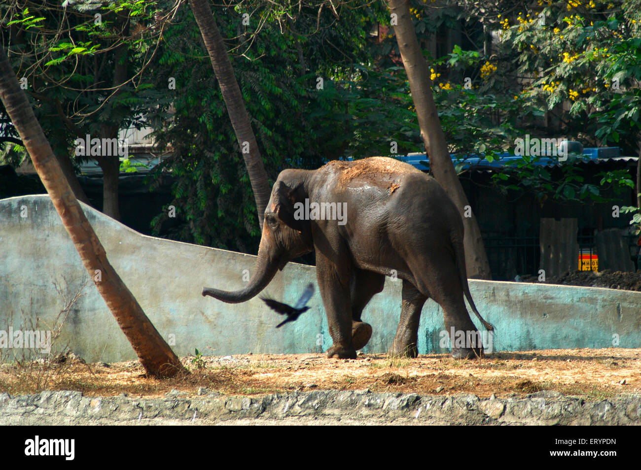 Ou de l'éléphant d'Asie éléphant indien Elephas maximus à city zoo appelé Veermata Sangrahalay Jijamata Prani ou Rani Bagh Banque D'Images