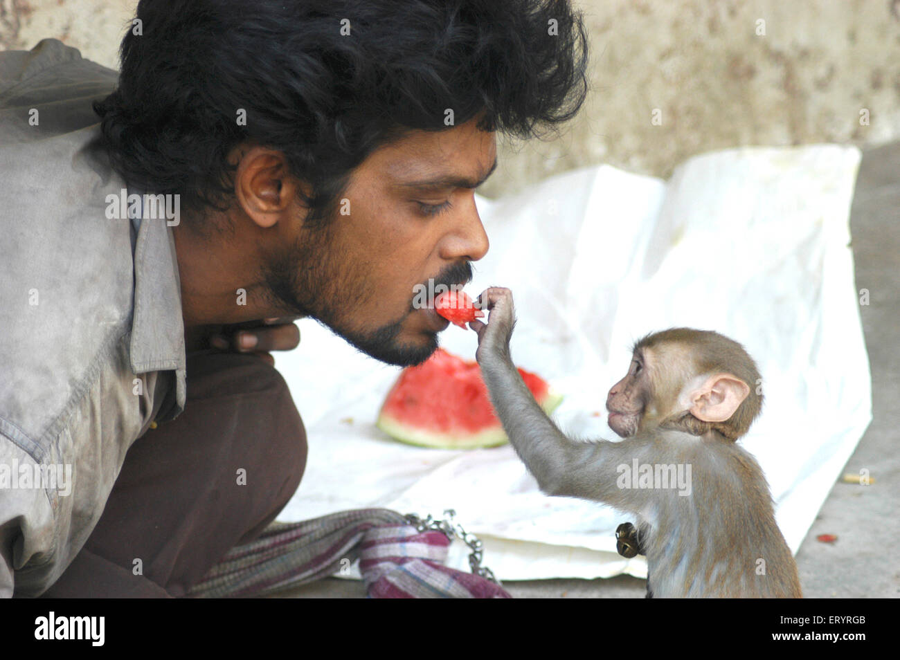 Homme nourrissant le singe pastèque , Hyderabad , Andhra Pradesh , Telangana , Inde , Asie Banque D'Images