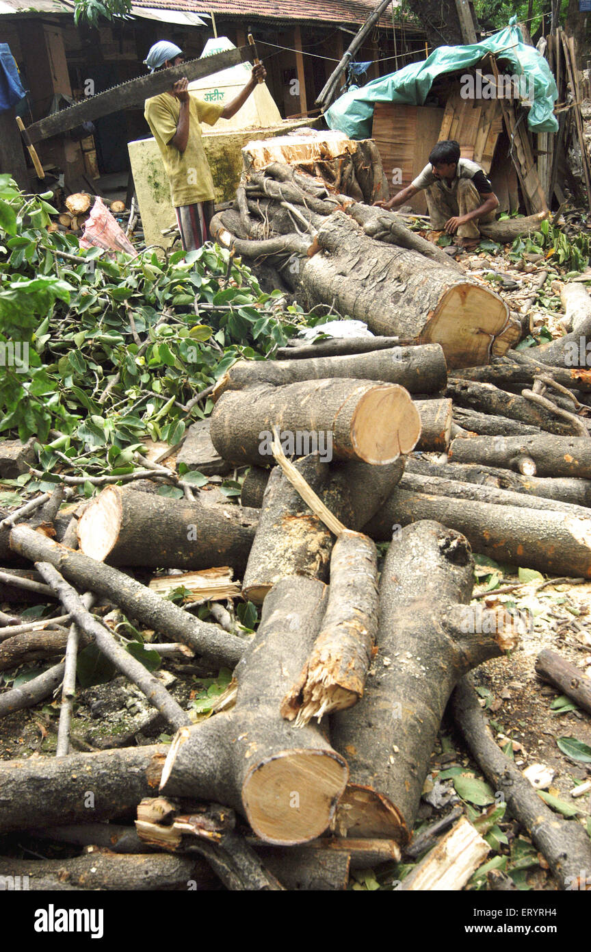 Les hommes ont coupé l'arbre tombé avec deux hommes coupe croisée scie à main , Bombay , Mumbai , Maharashtra , Inde , arbre tombé indien , Asie Banque D'Images