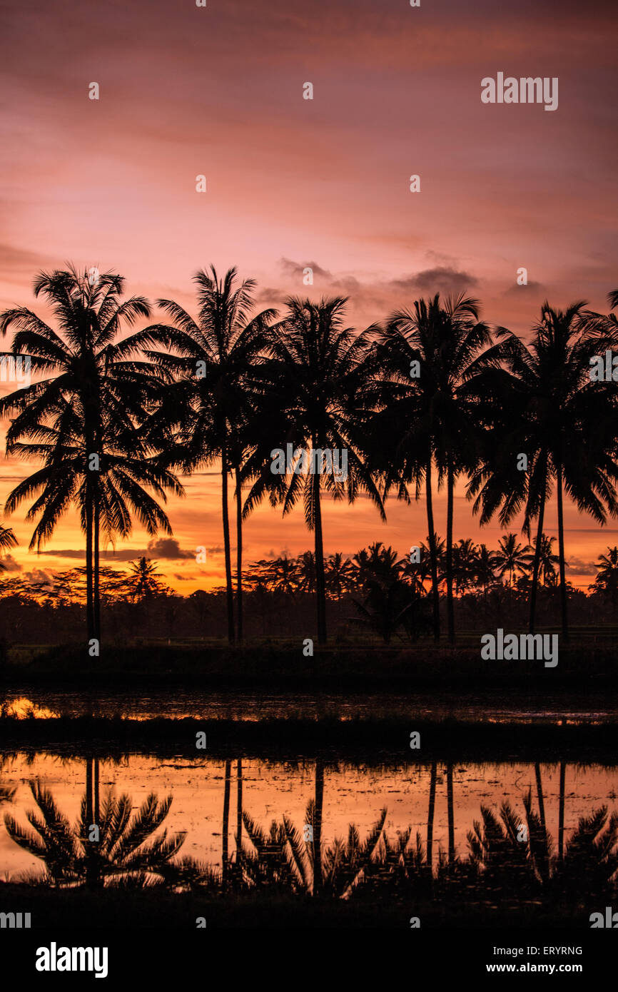 Paysage au coucher du soleil de la création d'un ciel rose et orange avec la réflexion de palmiers dans l'eau Banque D'Images