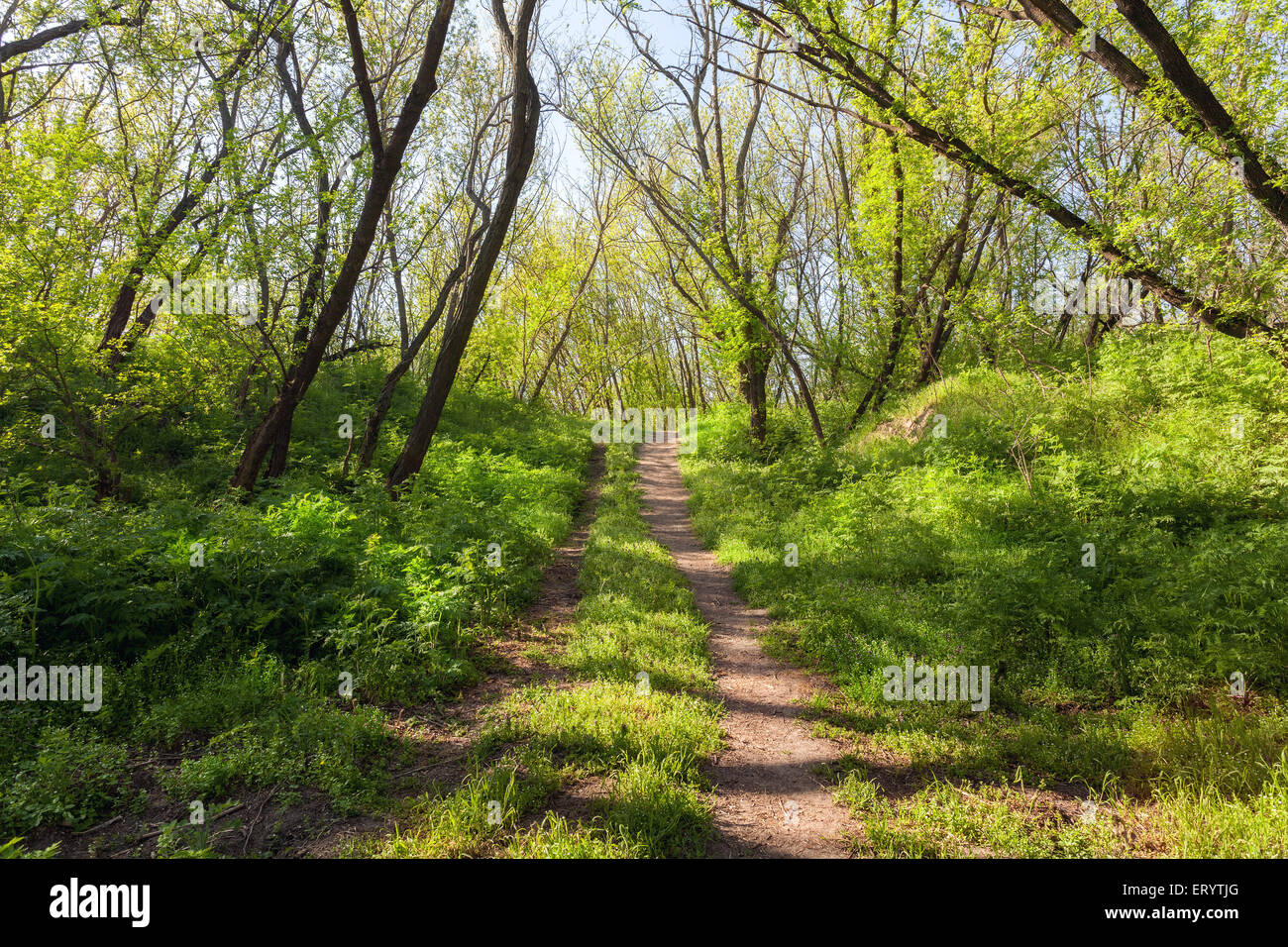 Coucher du soleil de printemps dans la belle forêt magique avec des plantes vertes, arbres et sentier. Paysage Banque D'Images