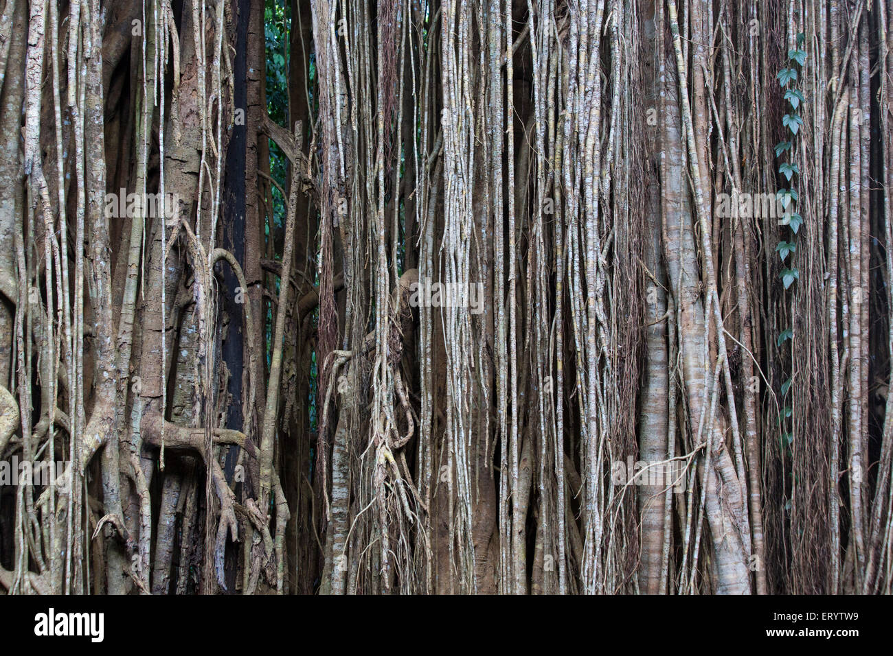 Détail de racines suspendues sur le Rideau, un figuier étrangleur géant (fig Ficus virens)sur le plateau d'Atherton, Queensland, Australie Banque D'Images
