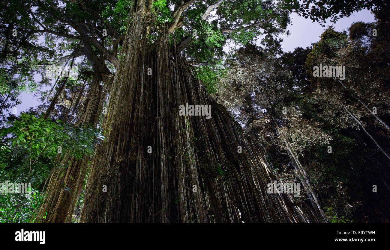 Curtain Fig Tree dans la nuit, un géant strangler fig (Ficus virens)sur le plateau d'Atherton, Queensland, Australie Banque D'Images