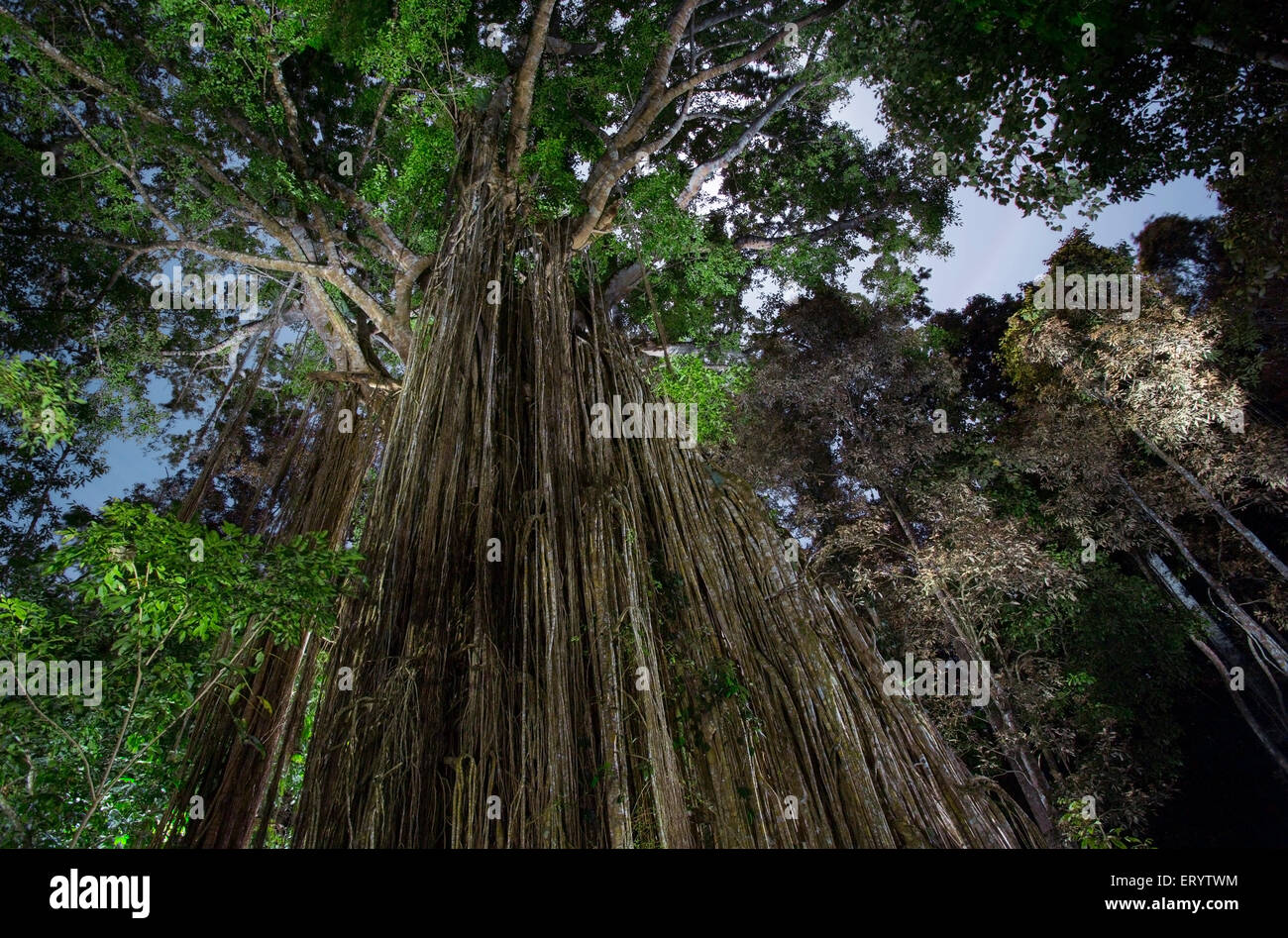 Curtain Fig Tree dans la nuit, un géant strangler fig (Ficus virens) sur le plateau d'Atherton, Queensland, Australie Banque D'Images
