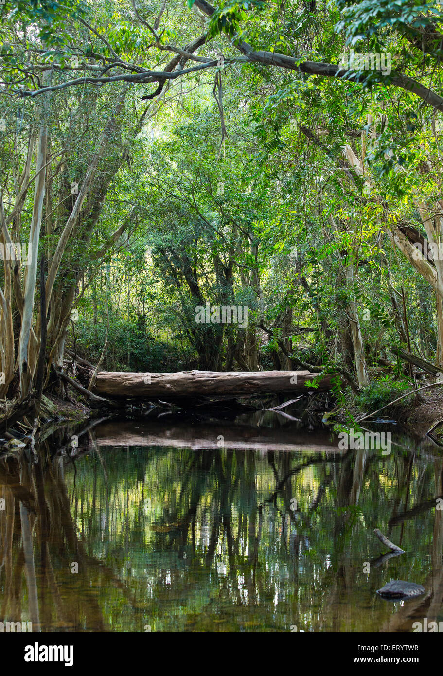 Forêt tropicale et Creek près de Kuranda, Queensland, Australie Banque D'Images