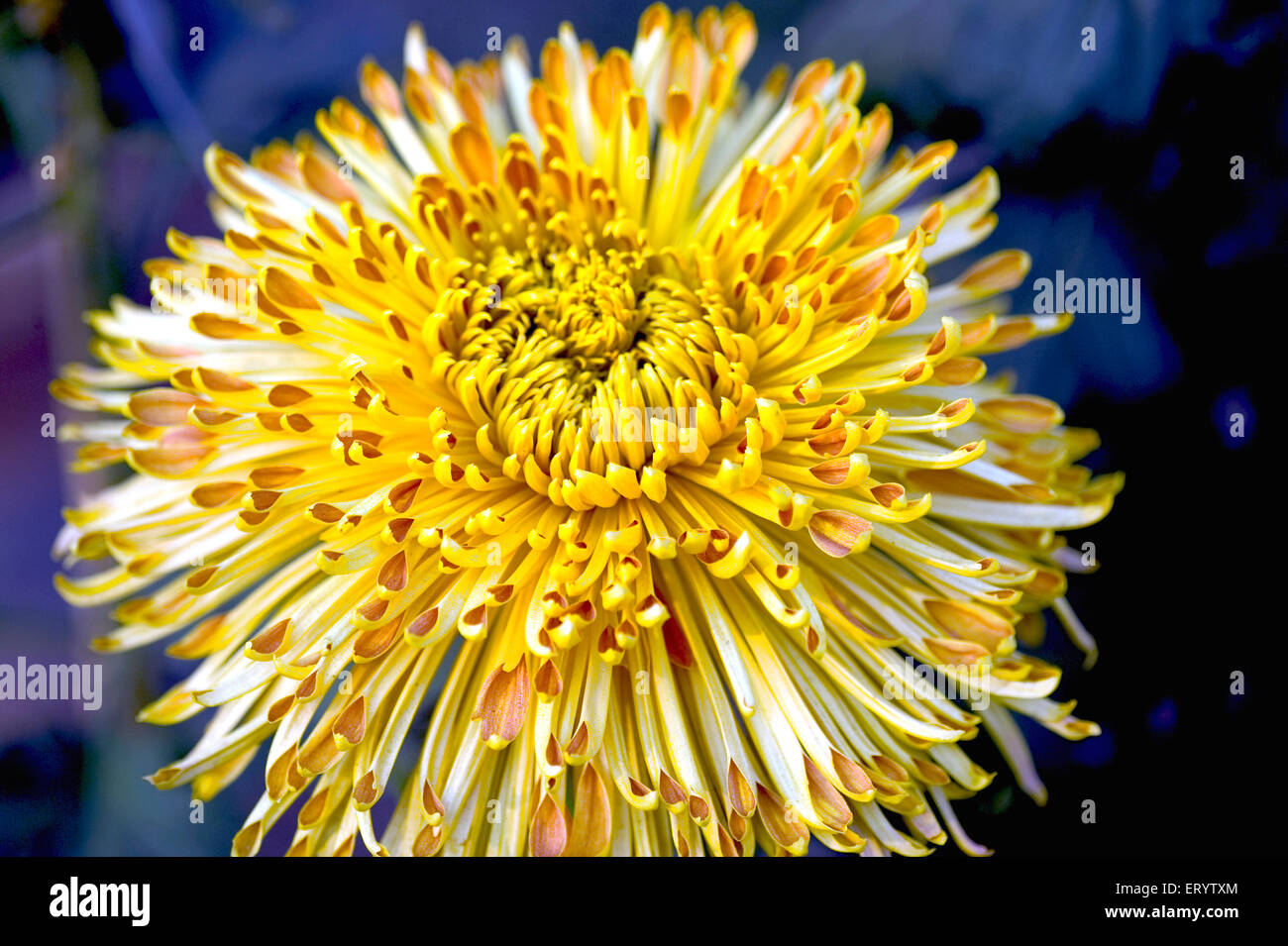 Araignée Chrysanthemum Flower, Bengale-Occidental, Inde, Asie Banque D'Images