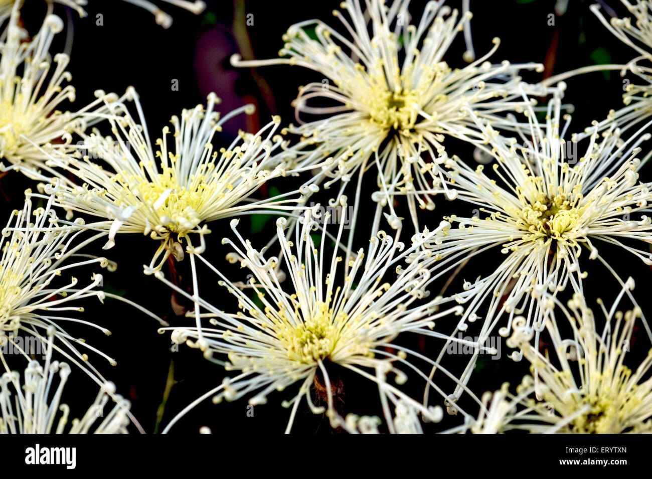 Araignée Chrysanthemum Flower, Bengale-Occidental, Inde, Asie Banque D'Images