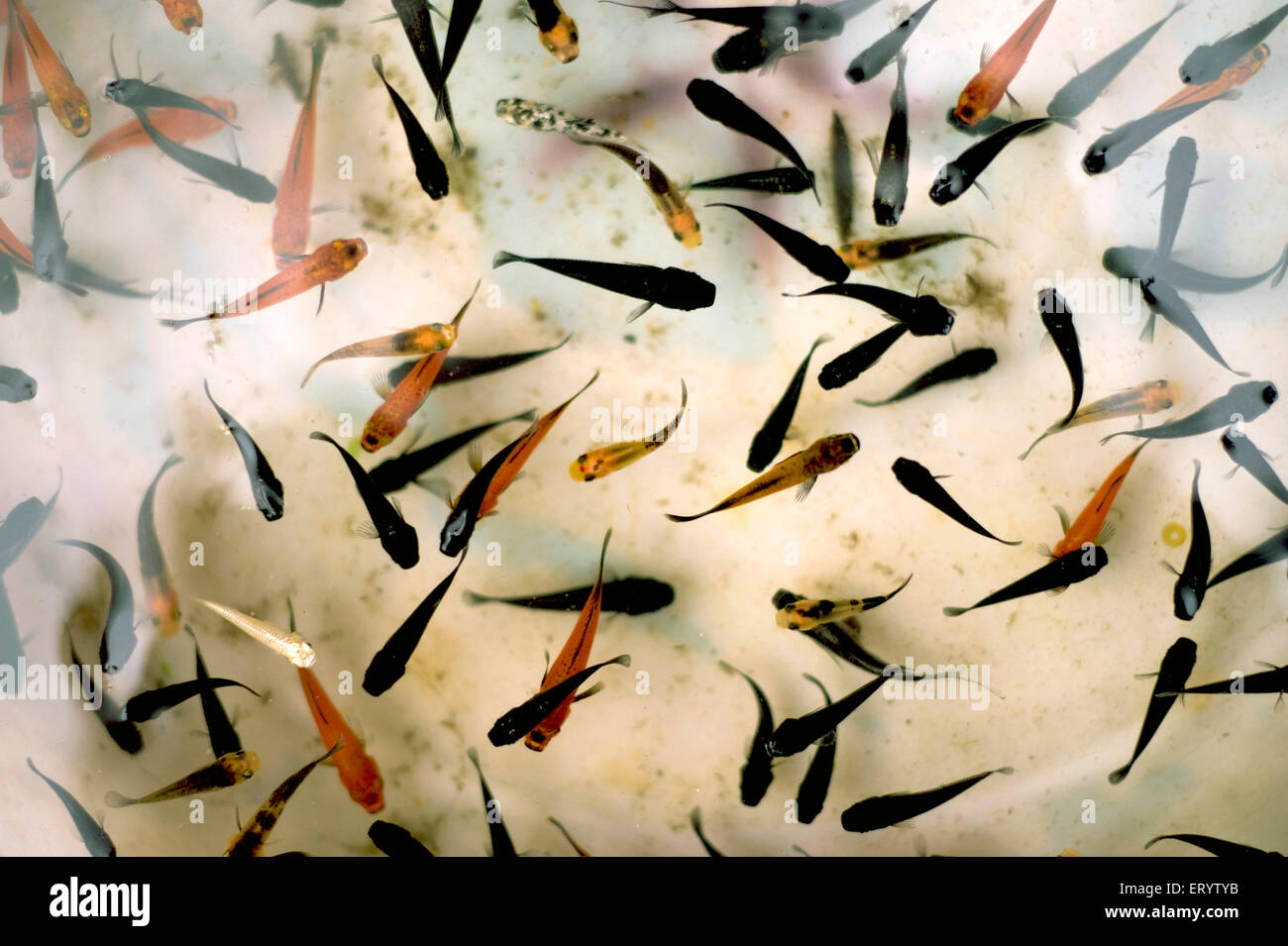 Oranda, race de poissons rouges, poissons d'aquarium, carassius auratus, marché aux poissons, Galiff Street, Calcutta, Kolkata, Bengale occidental, Inde, asie Banque D'Images