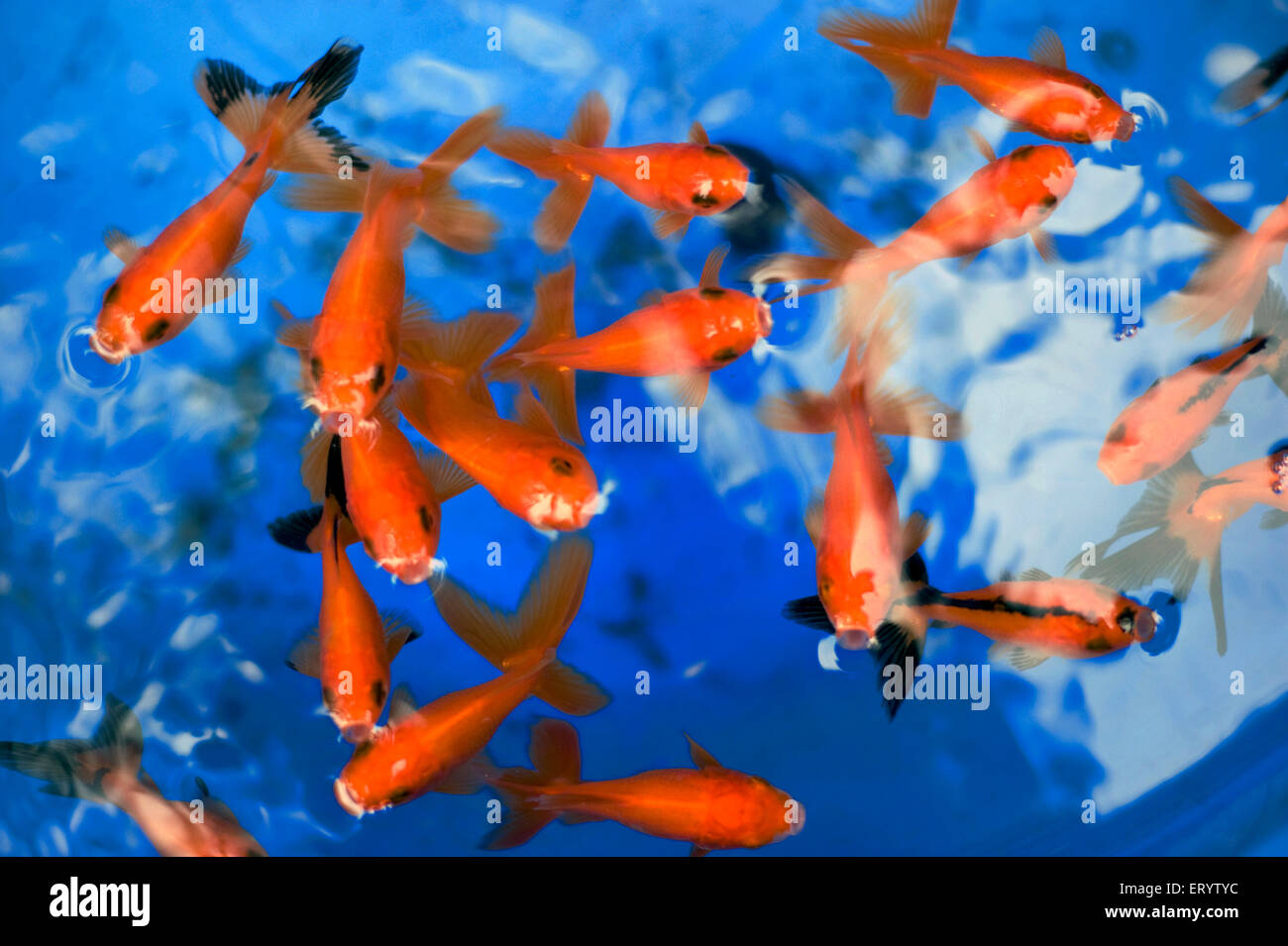 Oranda, race de poissons rouges, poissons d'aquarium, carassius auratus, marché aux poissons, Galiff Street, Calcutta, Kolkata, Bengale occidental, Inde, asie Banque D'Images